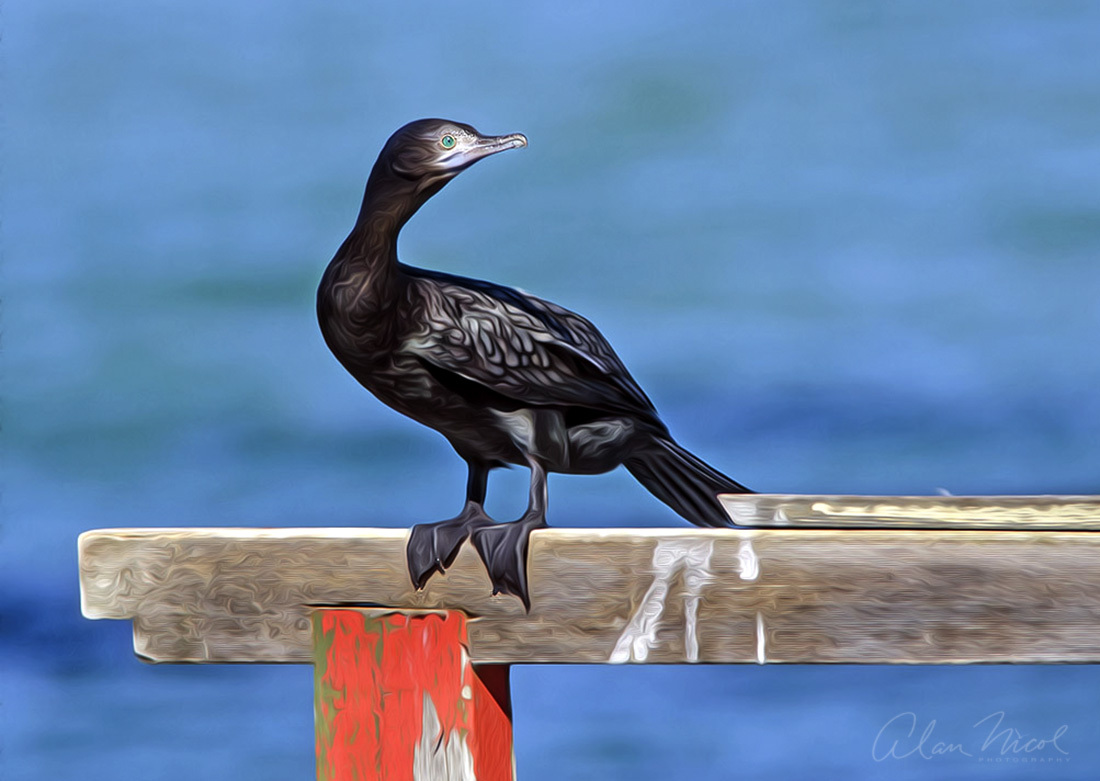 Click image for larger version

Name:	Cormorant Oil PH.jpg
Views:	29
Size:	206.5 KB
ID:	514763