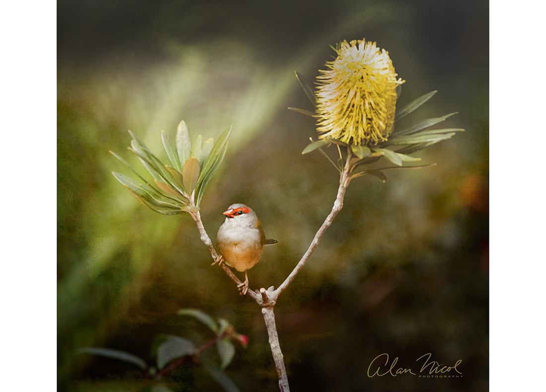 Click image for larger version

Name:	Red Browed Finch arty PH.jpg
Views:	21
Size:	253.3 KB
ID:	514764