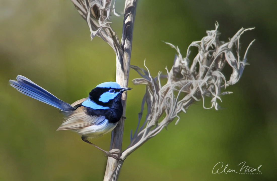 Click image for larger version

Name:	Blue Wren arty PH.jpg
Views:	23
Size:	280.1 KB
ID:	514765