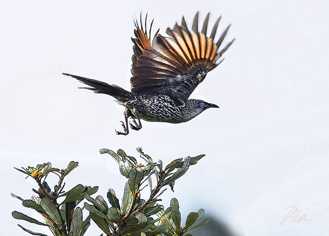 Click image for larger version

Name:	Wattle Bird Flight arty PH.jpg
Views:	21
Size:	232.5 KB
ID:	514766