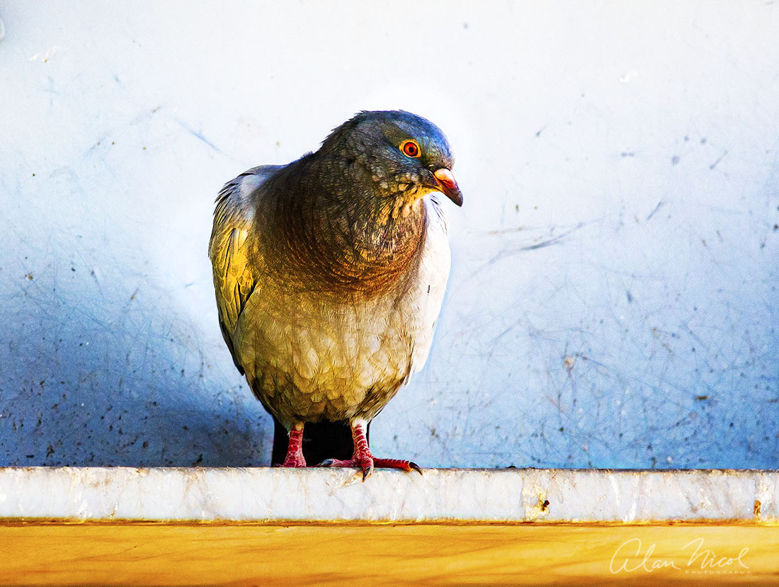 Click image for larger version

Name:	Pigeon arty PH.jpg
Views:	21
Size:	259.8 KB
ID:	514767