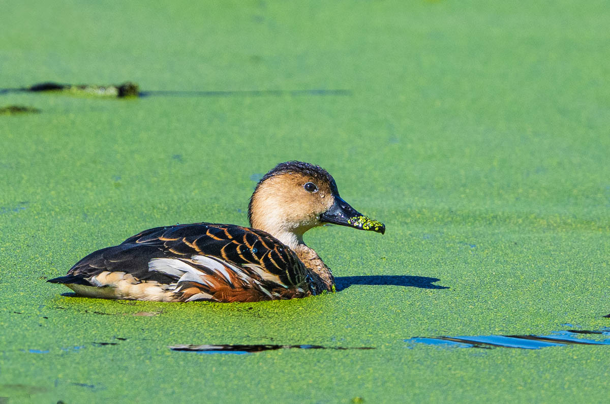 Click image for larger version

Name:	20250711_Eagleby_0041.jpg
Views:	22
Size:	261.7 KB
ID:	514771