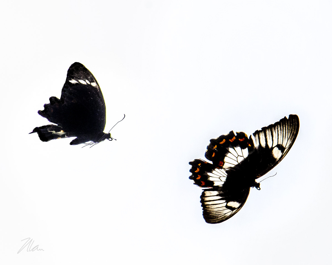 Click image for larger version

Name:	Swallowtails inFlight PH.jpg
Views:	23
Size:	184.4 KB
ID:	514836
