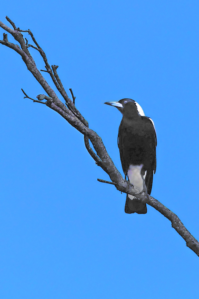 Click image for larger version

Name:	Magpie.jpg
Views:	15
Size:	328.4 KB
ID:	514972
