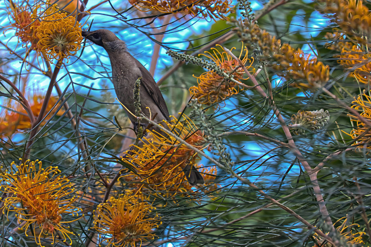 Click image for larger version

Name:	little friar bird1.jpg
Views:	20
Size:	295.7 KB
ID:	515169