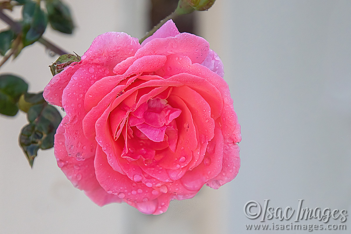 Click image for larger version

Name:	1911-Dearest-Rose.jpg
Views:	22
Size:	317.3 KB
ID:	515208