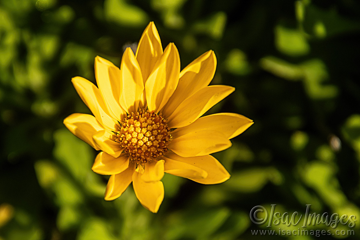 Click image for larger version

Name:	1985-Yellow-Daisy.jpg
Views:	23
Size:	287.1 KB
ID:	515209