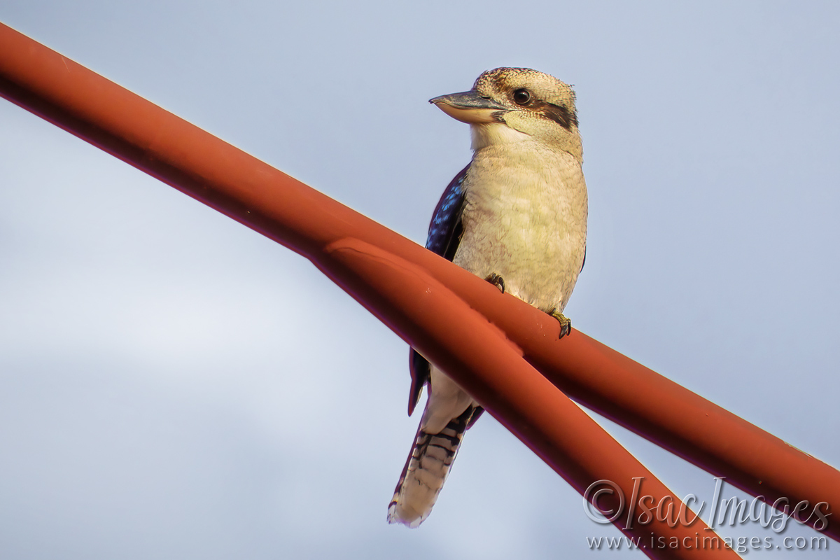 Click image for larger version  Name:	2036-Kookaburra.jpg Views:	6 Size:	315.5 KB ID:	515216
