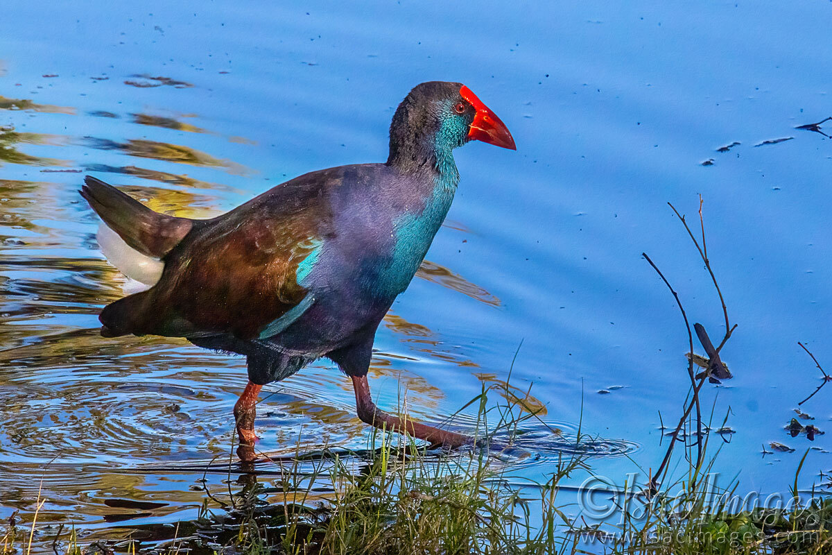 Click image for larger version  Name:	1993-Purple-Swamphen.jpg Views:	5 Size:	307.5 KB ID:	515218