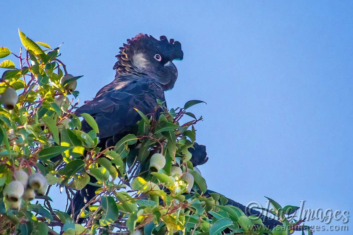 Click image for larger version

Name:	2240-Baudin's-Male-Black-Cockatoo.jpg
Views:	27
Size:	320.1 KB
ID:	515461