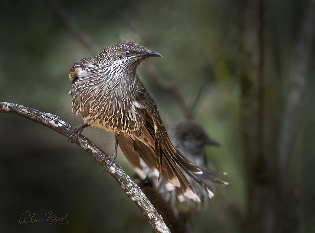 Click image for larger version

Name:	Little Wattle Bird 1 PH .jpg
Views:	27
Size:	215.2 KB
ID:	515526