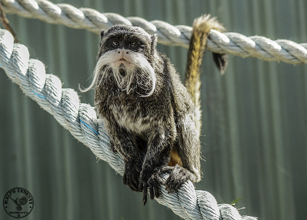 Click image for larger version

Name:	Tassie Zoo 19-02-2023 (725).jpg
Views:	26
Size:	256.5 KB
ID:	515605