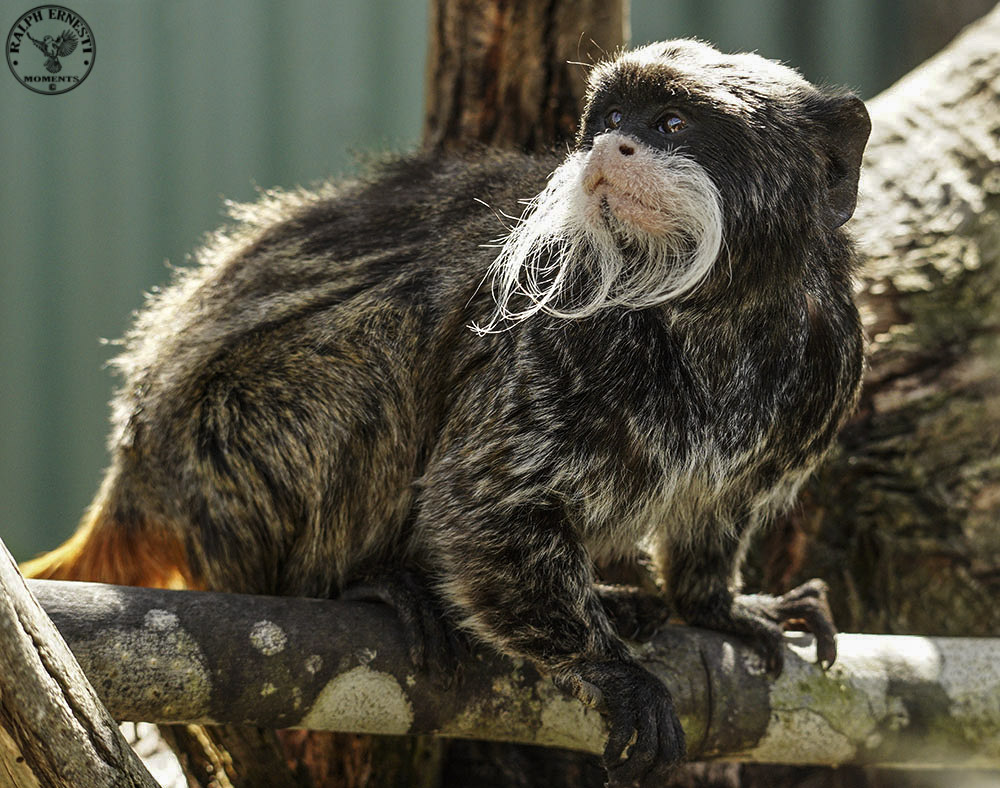 Click image for larger version

Name:	Tassie Zoo 19-02-2023 (734).jpg
Views:	24
Size:	273.0 KB
ID:	515606