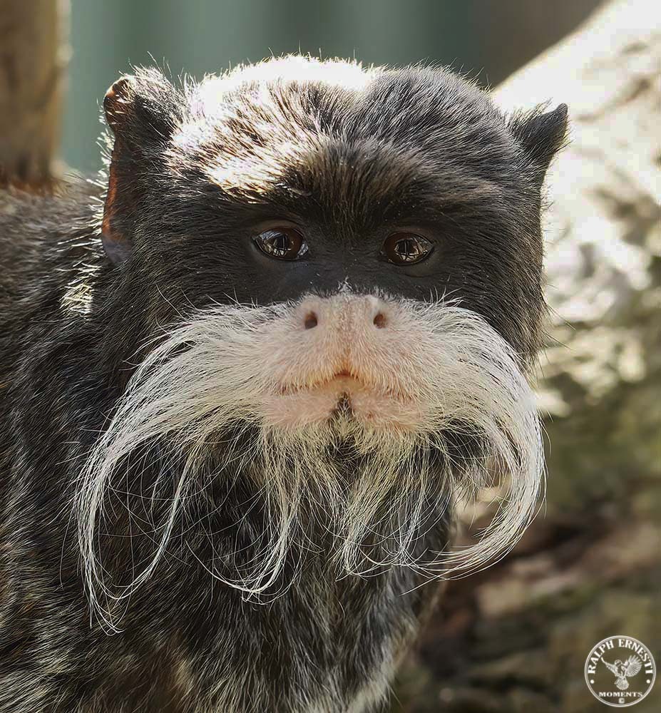 Click image for larger version

Name:	Tassie Zoo 19-02-2023 (740).jpg
Views:	23
Size:	293.1 KB
ID:	515607