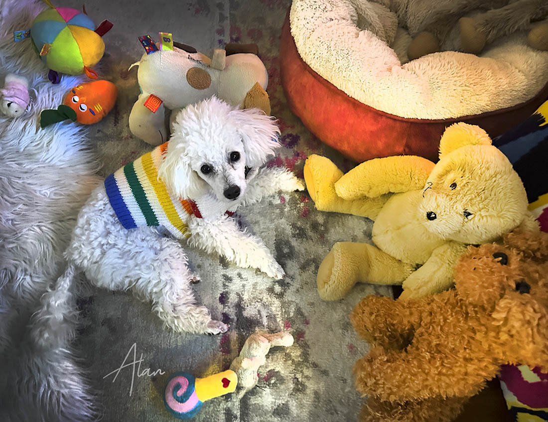 Click image for larger version

Name:	Too Many Toys PH.jpg
Views:	14
Size:	286.0 KB
ID:	515750
