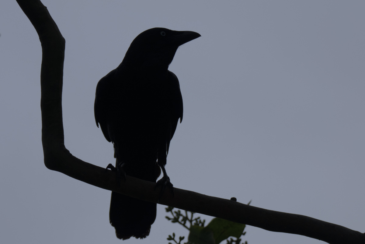 Click image for larger version

Name:	crow.jpg
Views:	12
Size:	102.2 KB
ID:	515780
