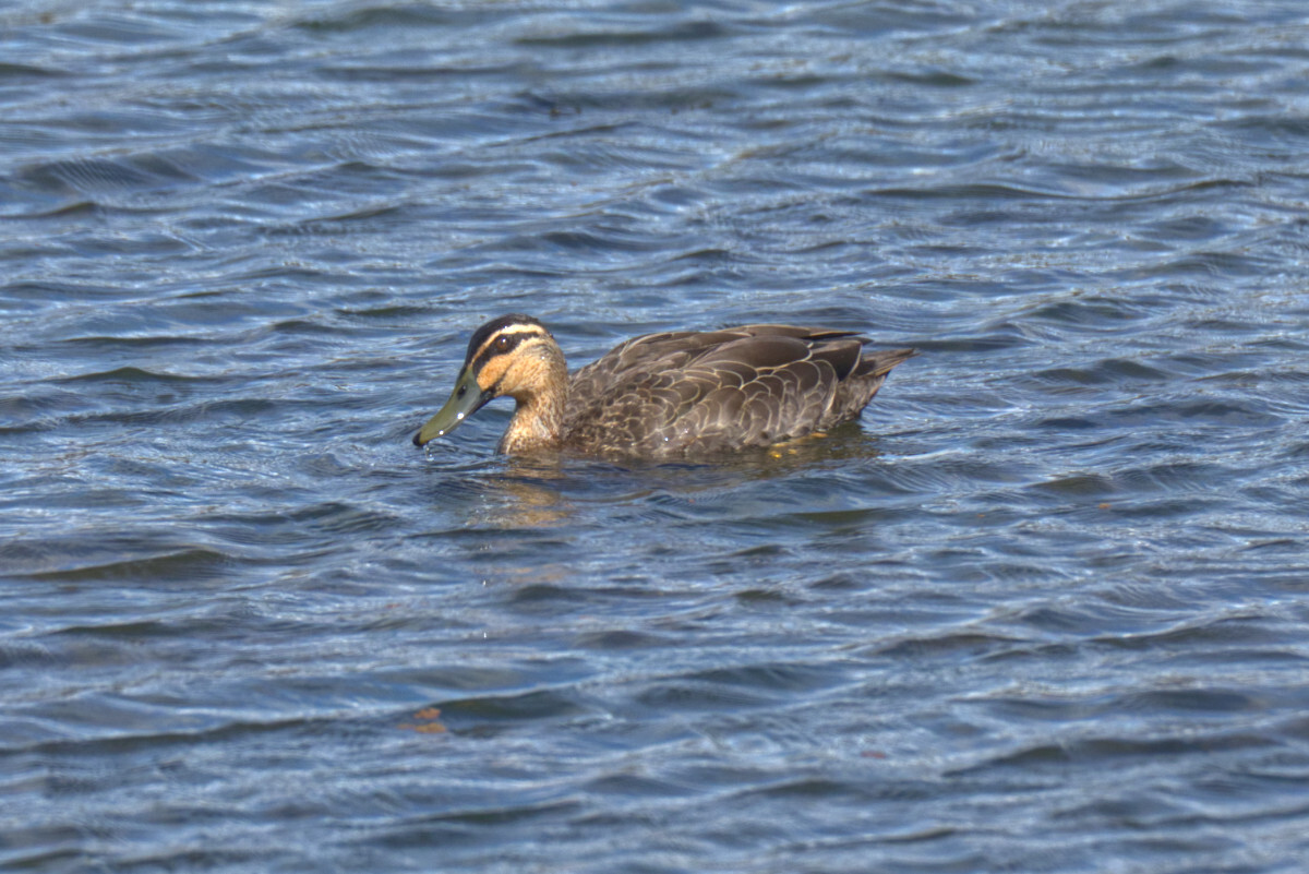 Click image for larger version

Name:	pacific black duck.jpg
Views:	11
Size:	272.4 KB
ID:	515781