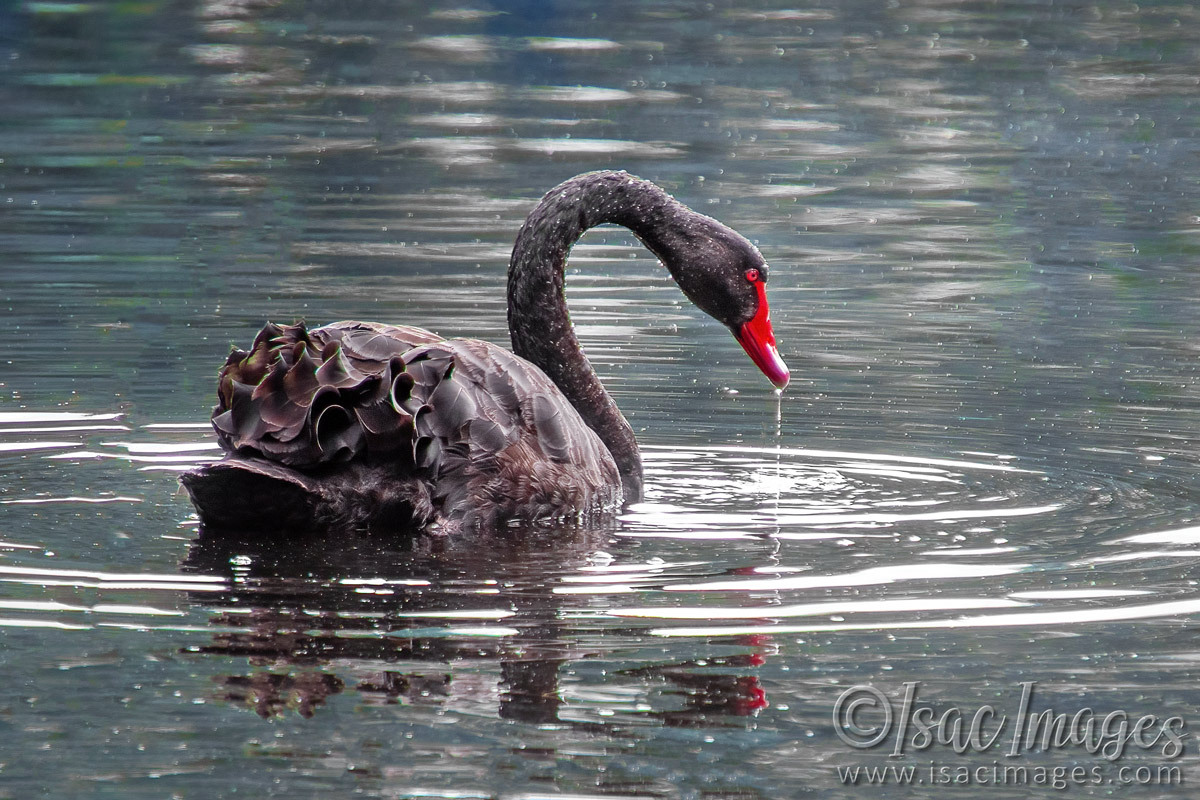 Click image for larger version

Name:	2266-Swan.jpg
Views:	15
Size:	325.1 KB
ID:	515783