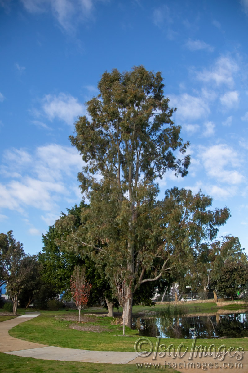 Click image for larger version

Name:	2274-Tall_Tree.jpg
Views:	13
Size:	303.1 KB
ID:	515829
