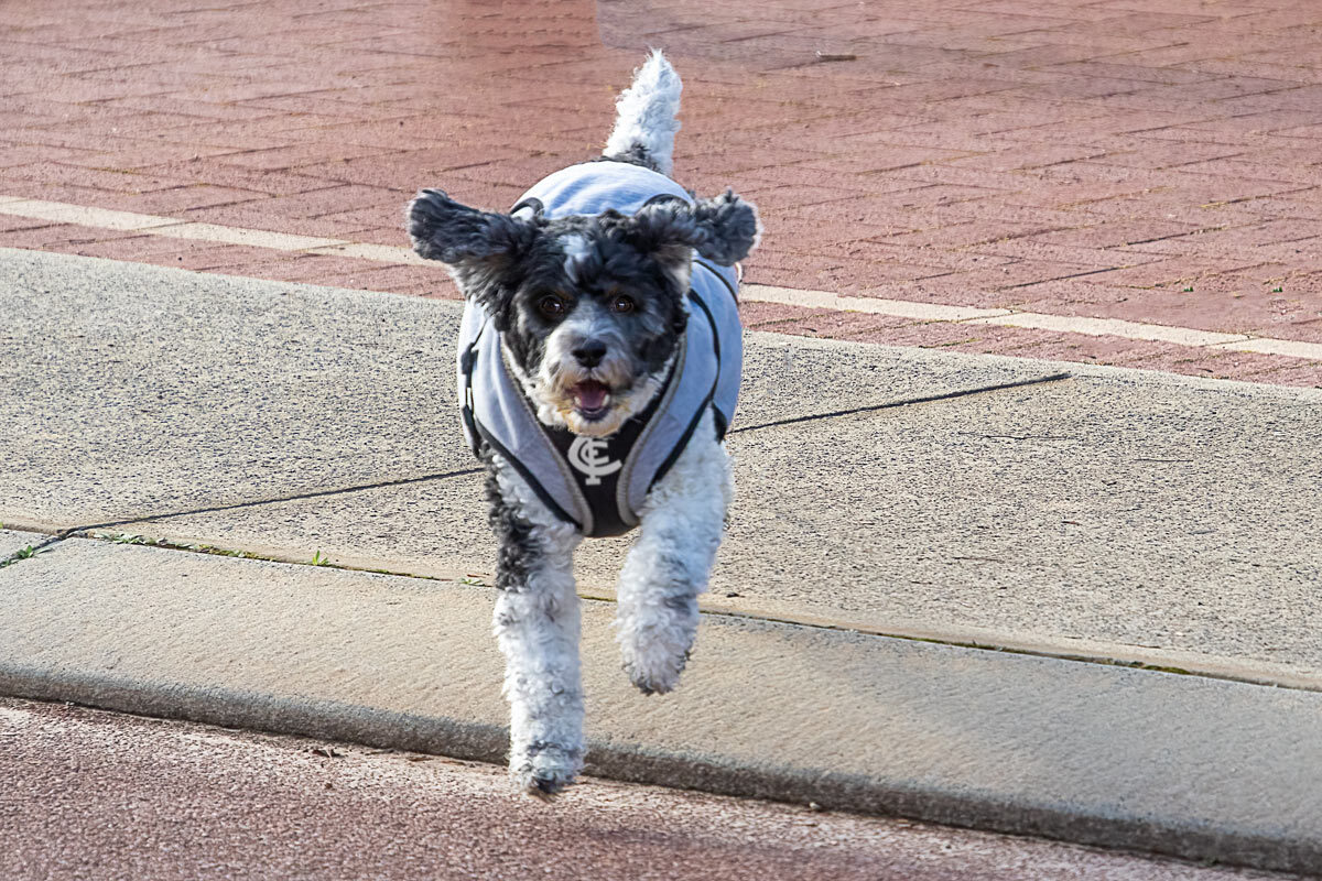 Click image for larger version

Name:	2277-Charlie-On-The-Run.jpg
Views:	8
Size:	309.7 KB
ID:	515831