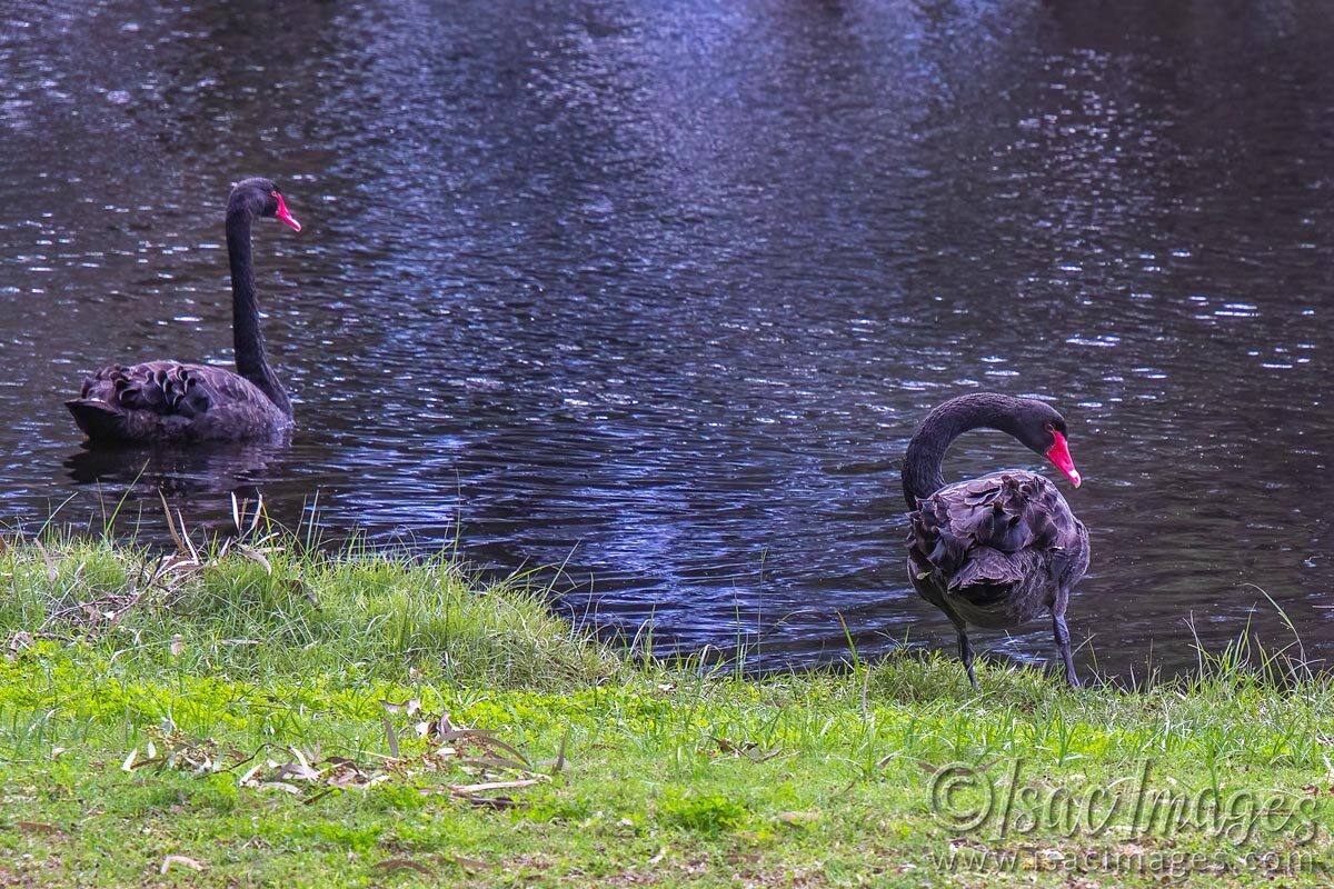 Click image for larger version

Name:	2419-Swans.jpg
Views:	21
Size:	283.4 KB
ID:	515836