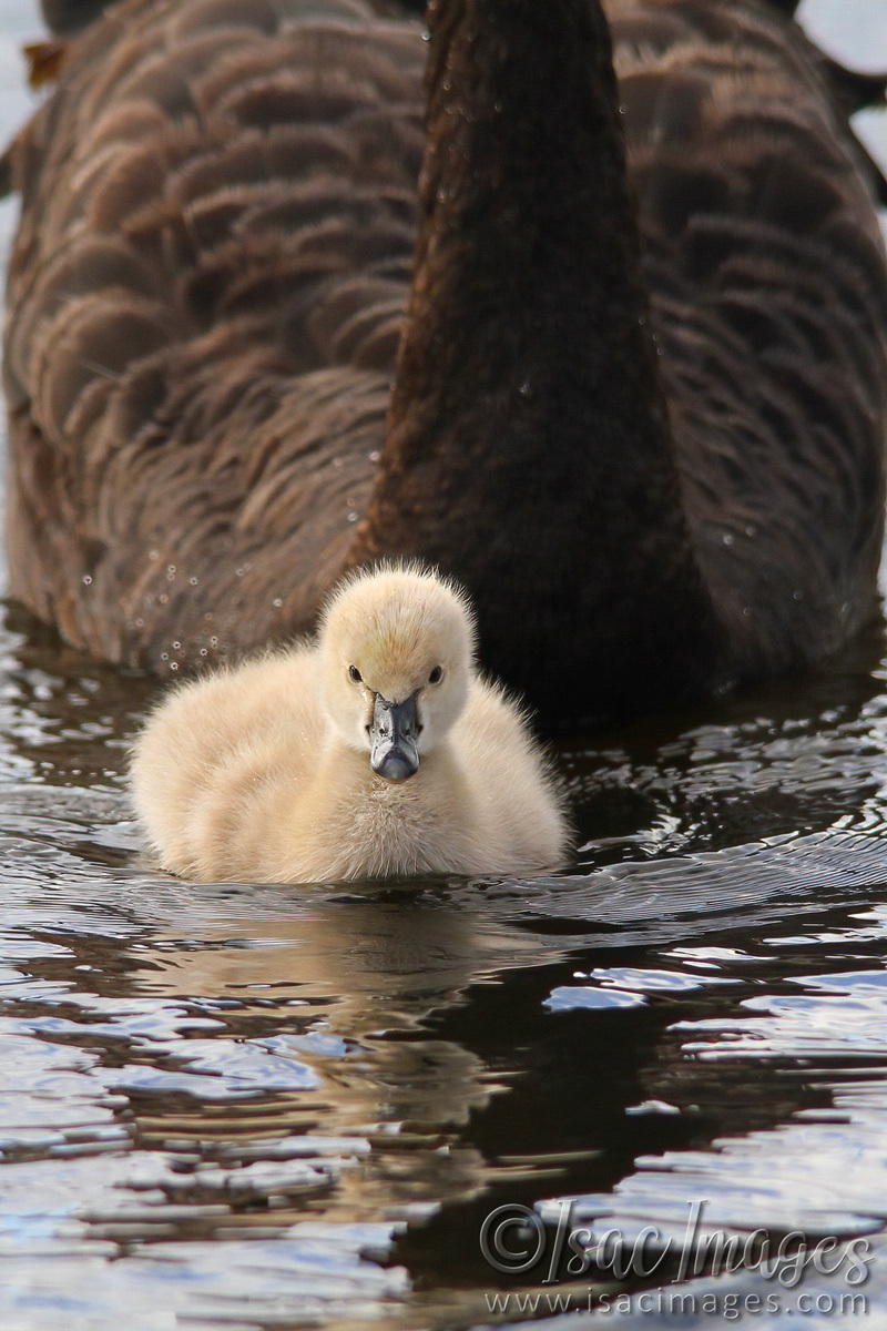 Click image for larger version

Name:	9941-Swan_and_Cygnet.jpg
Views:	15
Size:	326.9 KB
ID:	515859