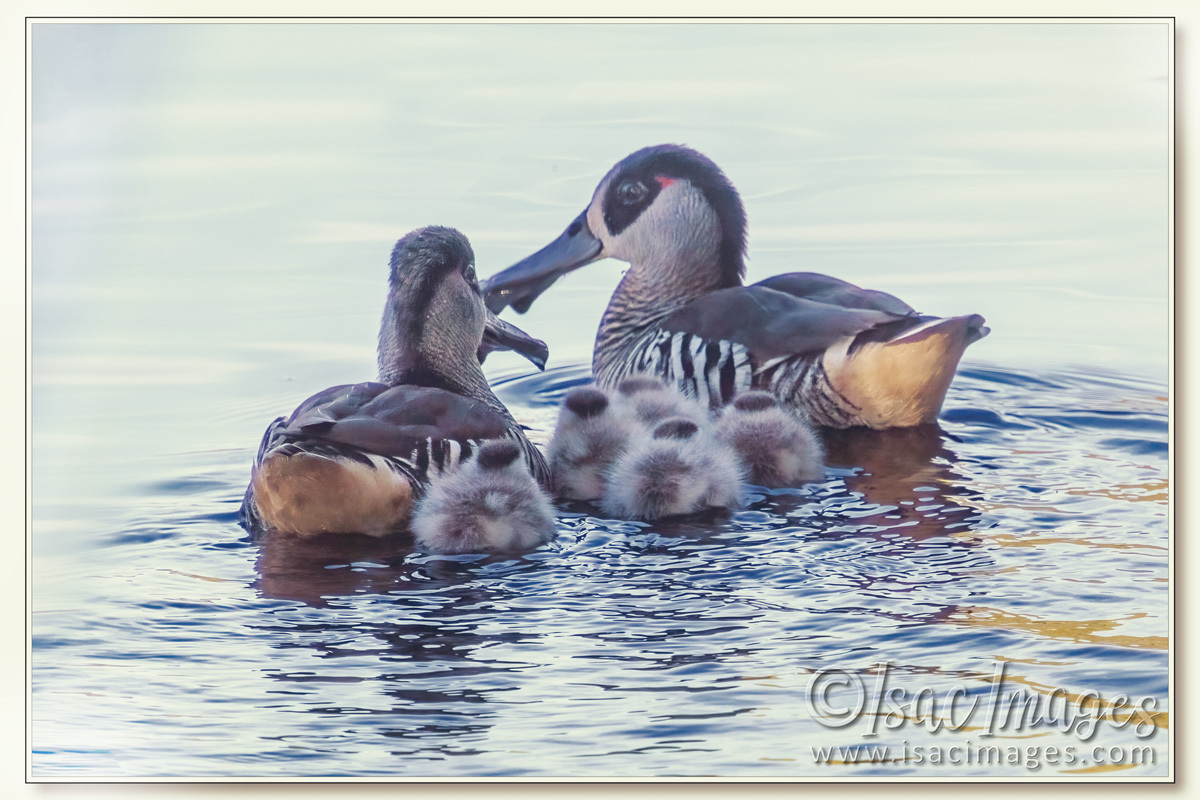 Click image for larger version

Name:	2628-Pink_Eared_Ducks.jpg
Views:	22
Size:	308.8 KB
ID:	516029