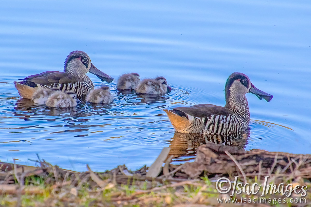 Click image for larger version

Name:	2625-Pink_Eared_Ducks.jpg
Views:	16
Size:	306.6 KB
ID:	516030