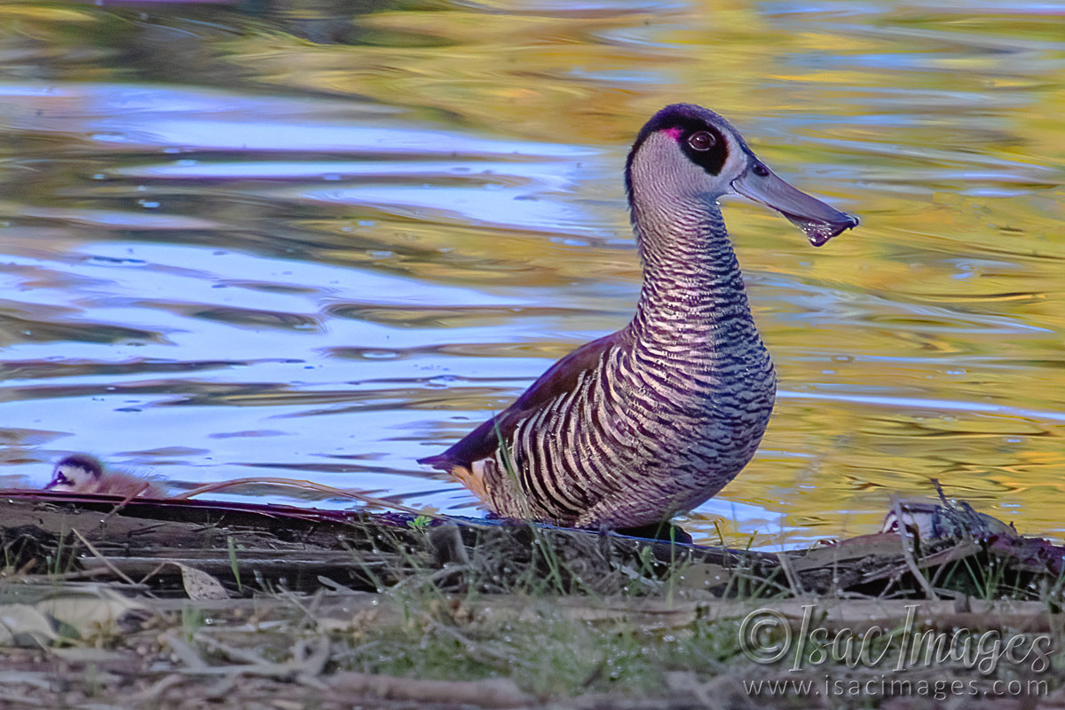 Click image for larger version

Name:	2622-Pink_Eared_Duck.jpg
Views:	16
Size:	315.6 KB
ID:	516032