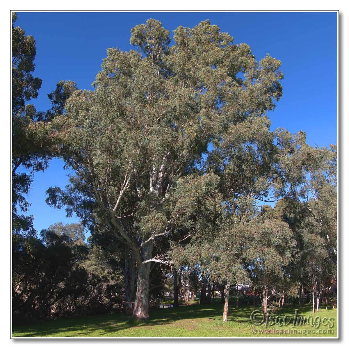 Click image for larger version

Name:	2657_Trees-Pano-3XH.jpg
Views:	13
Size:	294.4 KB
ID:	516116
