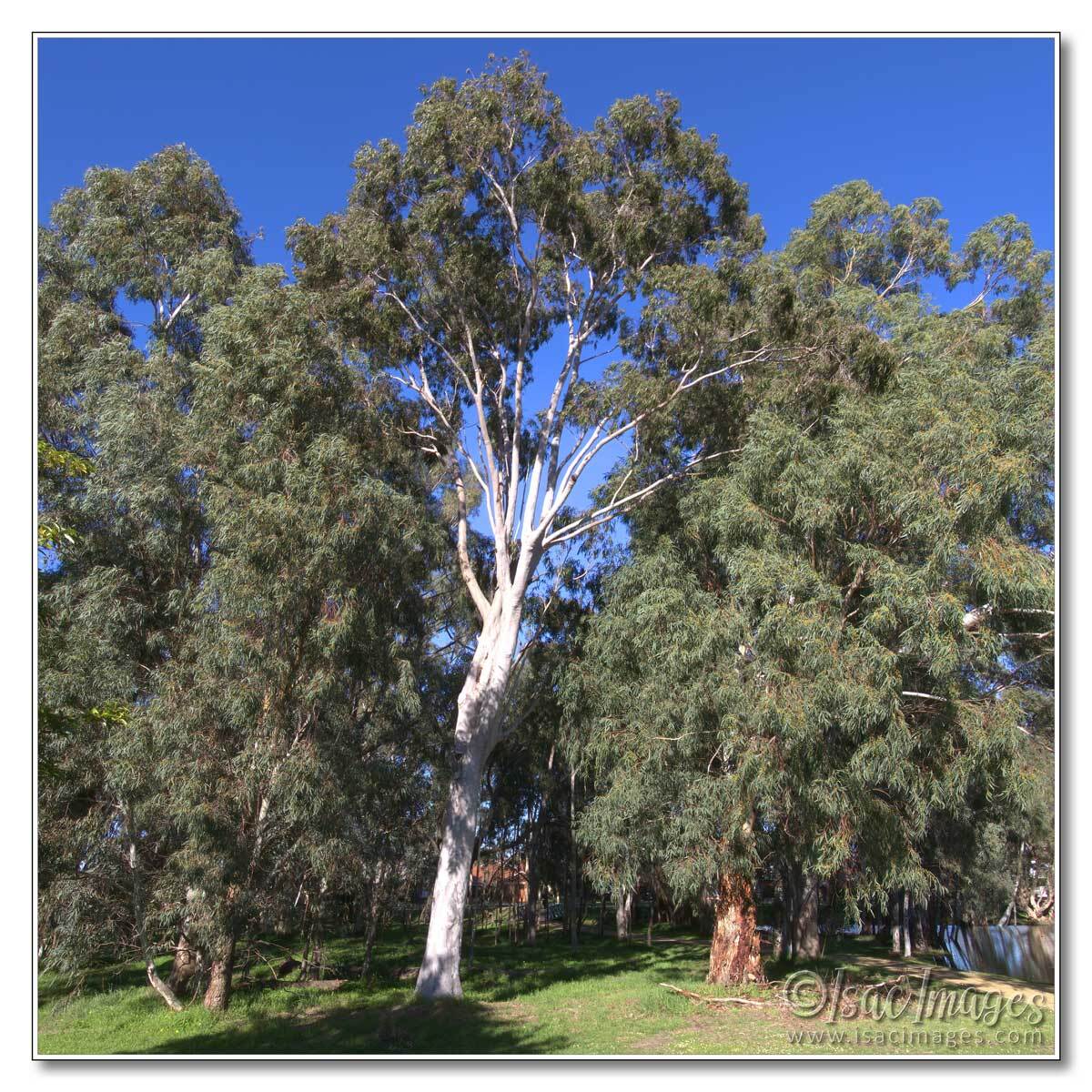 Click image for larger version

Name:	2654_Trees-Pano-3XH.jpg
Views:	13
Size:	307.9 KB
ID:	516117