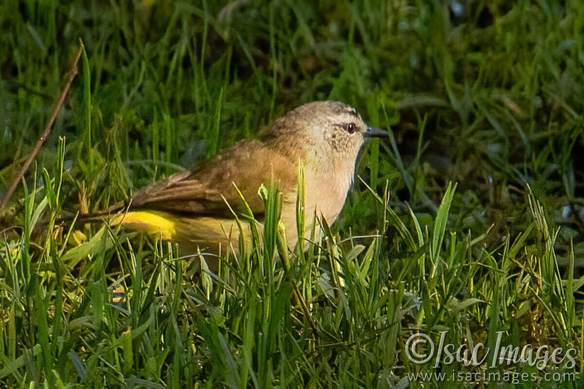 Click image for larger version

Name:	2710-Yellow-Rumped_Thornbill.jpg
Views:	23
Size:	304.5 KB
ID:	516122