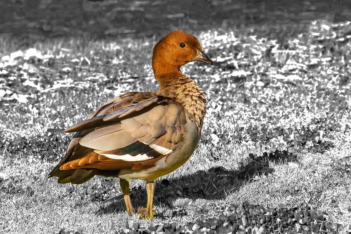 Click image for larger version

Name:	2704-Wood-Duck-Male.jpg
Views:	20
Size:	296.2 KB
ID:	516130