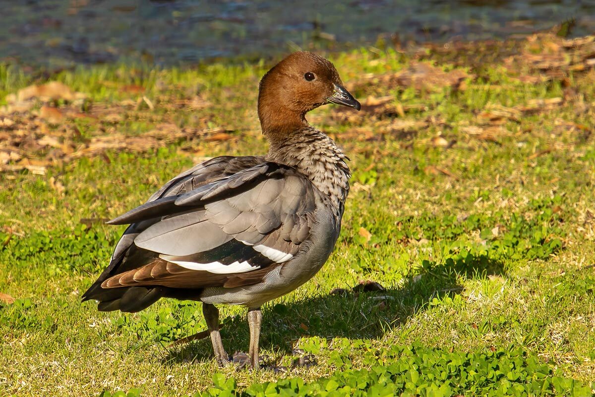 Click image for larger version

Name:	2704-Wood-Duck-Male-OR.jpg
Views:	14
Size:	269.5 KB
ID:	516168