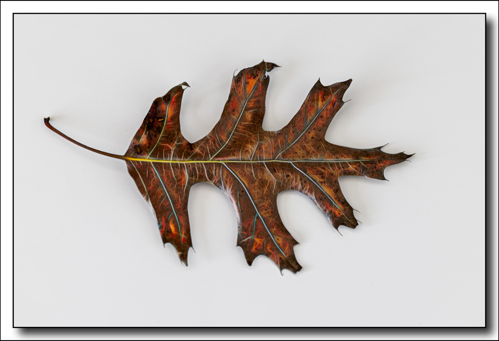Click image for larger version

Name:	Leaf.jpg
Views:	27
Size:	233.9 KB
ID:	516239