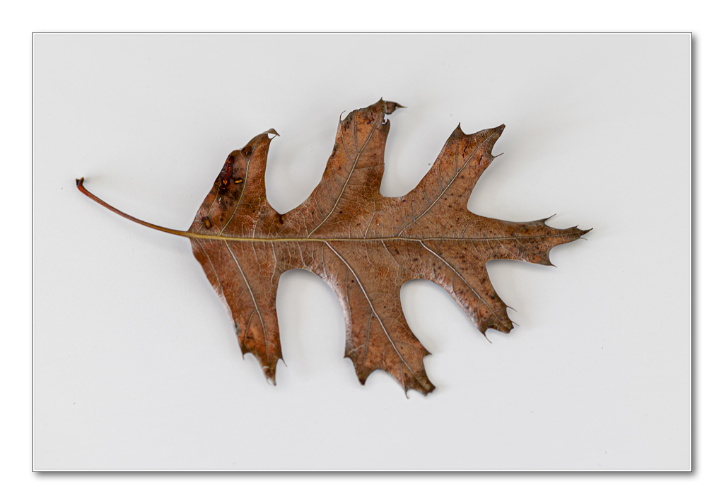 Click image for larger version

Name:	Leaf (Original).jpg
Views:	5
Size:	214.8 KB
ID:	516263