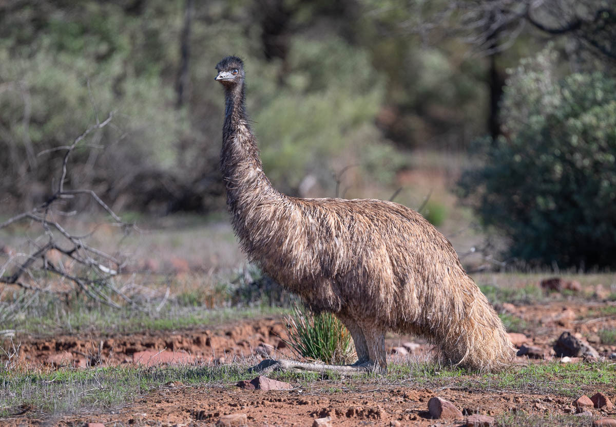 Click image for larger version  Name:	20250812_Flinders_Ranges_0301.jpg Views:	0 Size:	294.6 KB ID:	516322