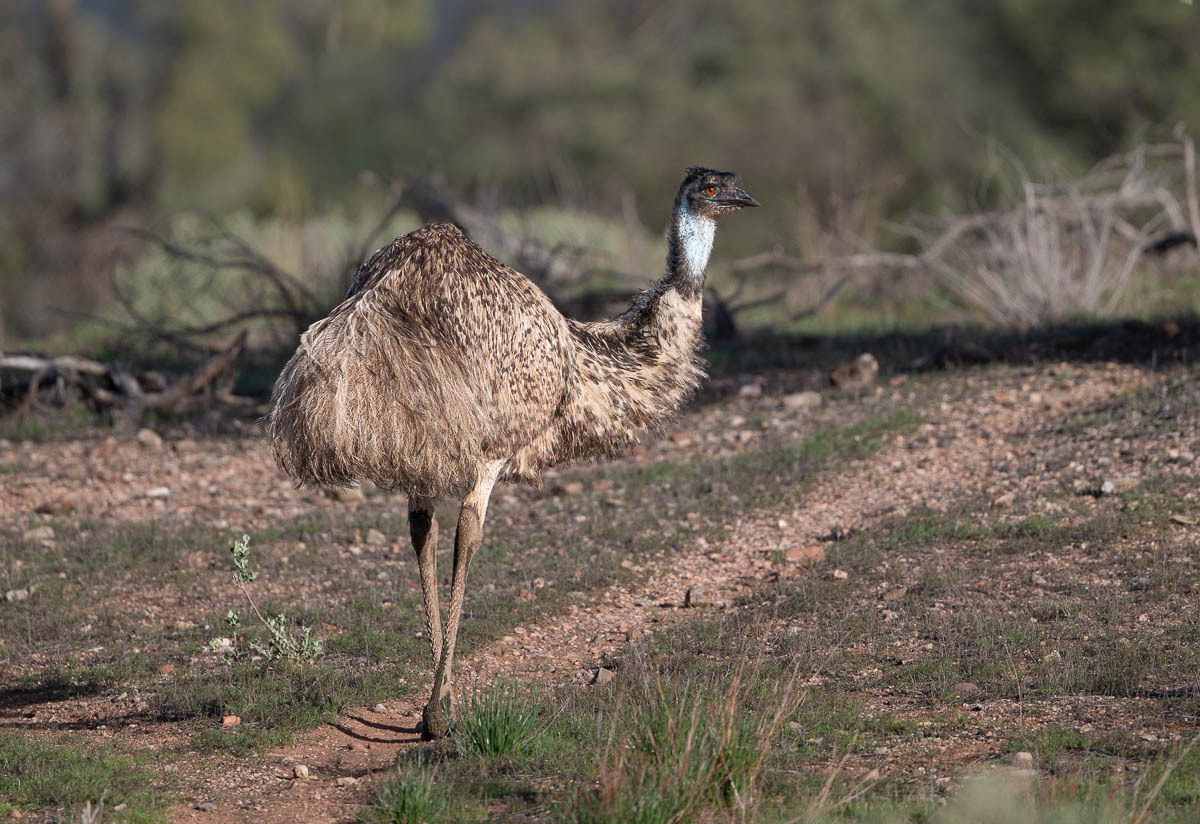 Click image for larger version  Name:	20250810_Flinders_Ranges_0112.jpg Views:	0 Size:	290.5 KB ID:	516323