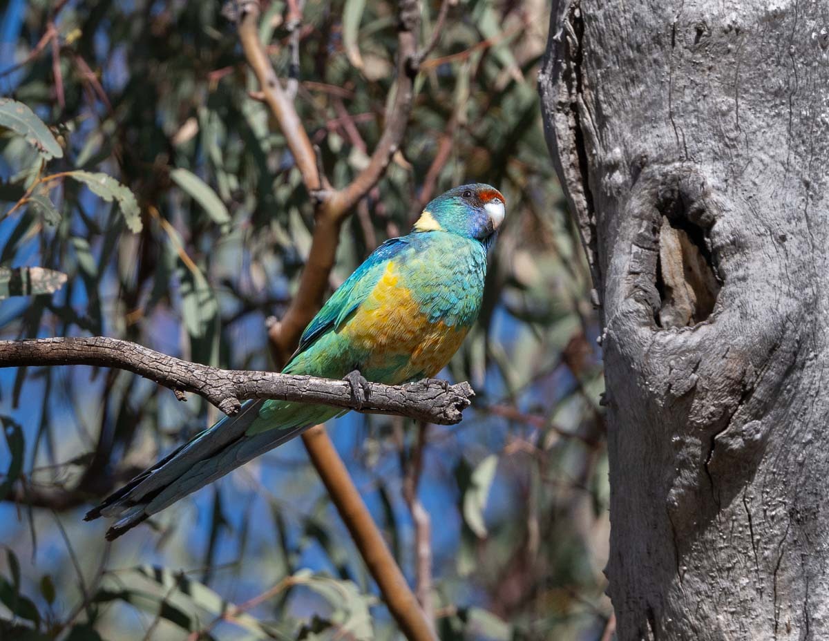 Click image for larger version  Name:	20250812_Flinders_Ranges_0286.jpg Views:	0 Size:	272.8 KB ID:	516325