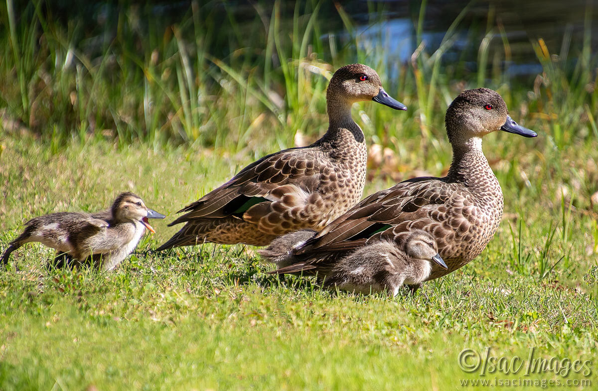 Click image for larger version  Name:	3742-Grey-Teal-Family.jpg Views:	0 Size:	315.9 KB ID:	517714