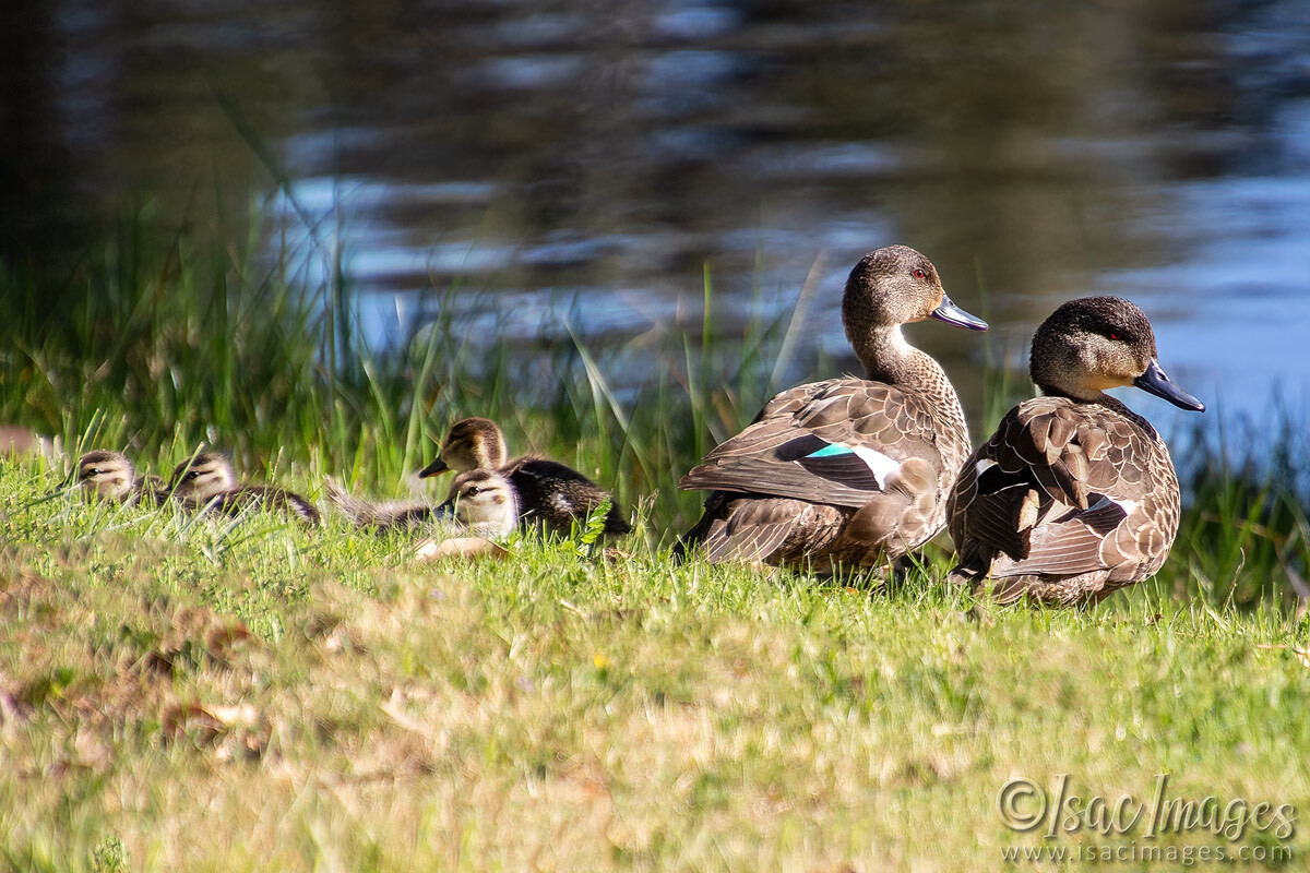 Click image for larger version  Name:	3706-Grey-Teal-Family.jpg Views:	0 Size:	313.2 KB ID:	517715