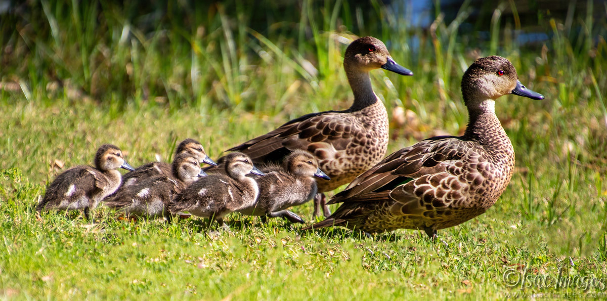 Click image for larger version  Name:	3738-Grey-Teal-Family.jpg Views:	0 Size:	308.4 KB ID:	517716