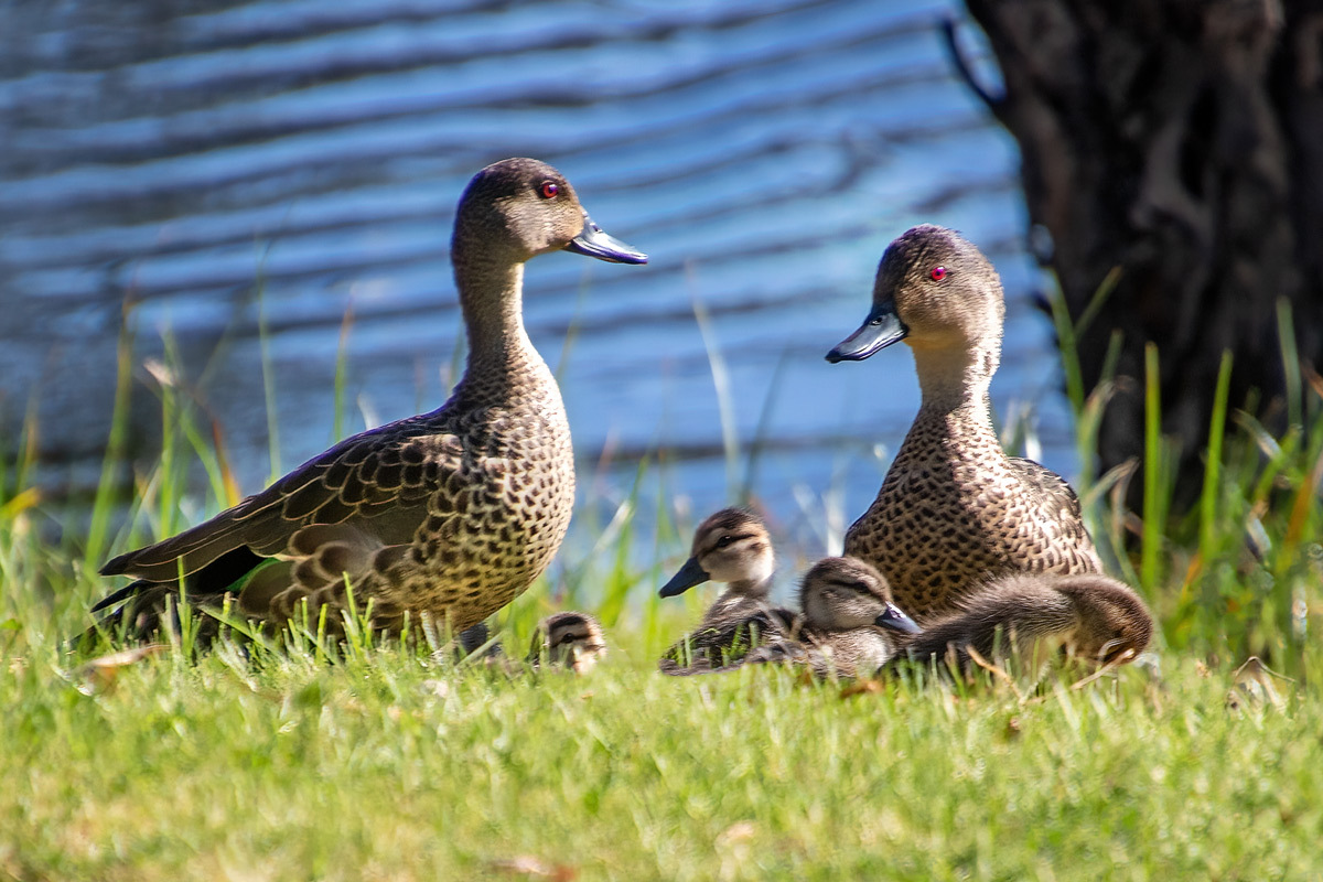 Click image for larger version  Name:	3731-Grey-Teal-Family.jpg Views:	0 Size:	306.0 KB ID:	517717