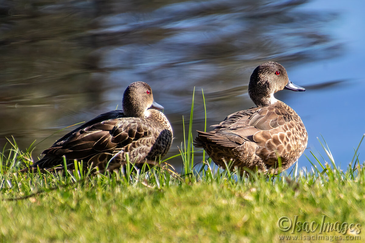 Click image for larger version  Name:	3711-Grey-Teal-Ducks.jpg Views:	0 Size:	302.9 KB ID:	517718