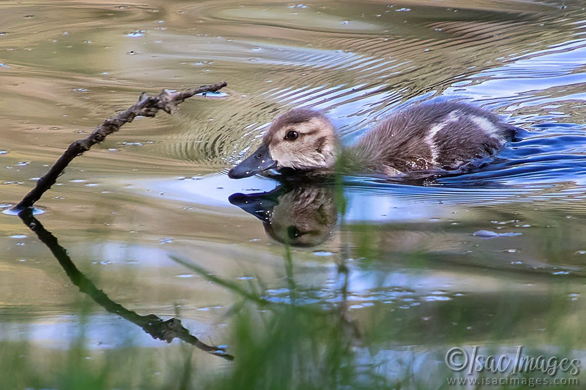 Click image for larger version

Name:	3684-Grey-Teal-Duckling.jpg
Views:	13
Size:	320.2 KB
ID:	517719