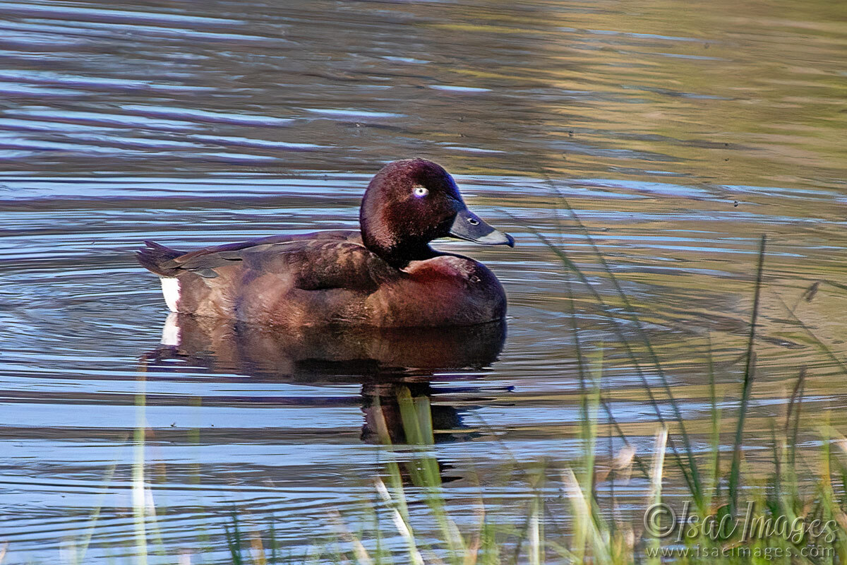 Click image for larger version

Name:	3720-Hardhead-Duck.jpg
Views:	21
Size:	317.4 KB
ID:	517728