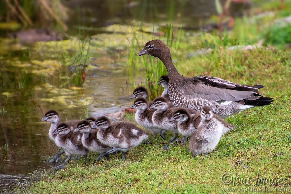 Click image for larger version

Name:	3802-Wood-Duck-Family.jpg
Views:	40
Size:	316.7 KB
ID:	517796