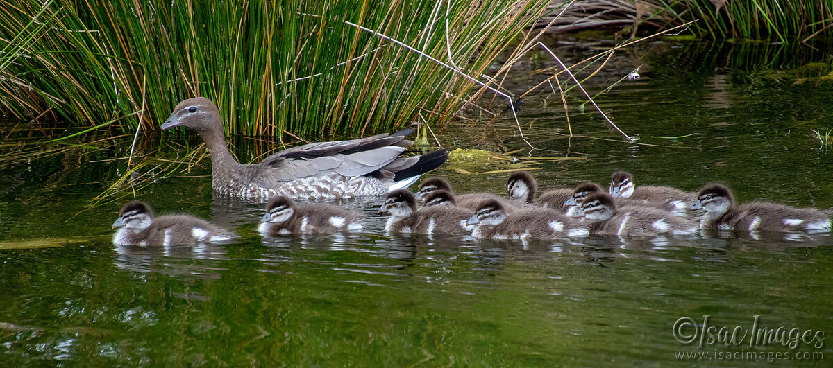 Click image for larger version

Name:	3806-Wood-Duck-Family.jpg
Views:	15
Size:	314.9 KB
ID:	517797