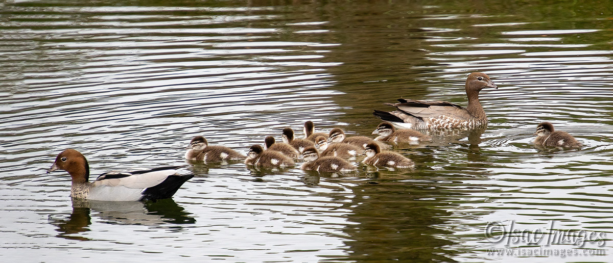 Click image for larger version

Name:	3810-Wood-Duck-Family.jpg
Views:	15
Size:	294.6 KB
ID:	517798