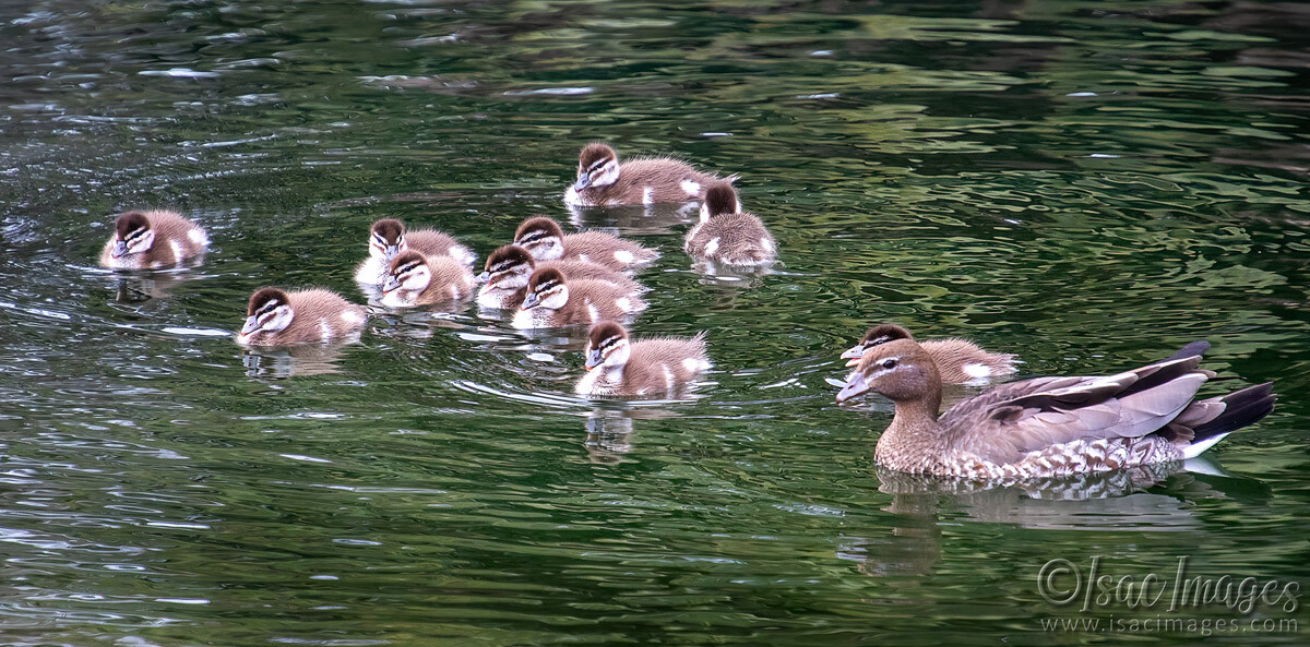 Click image for larger version

Name:	3826-Wood-Duck-Family.jpg
Views:	18
Size:	305.1 KB
ID:	517799